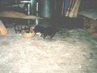 Three Puppies