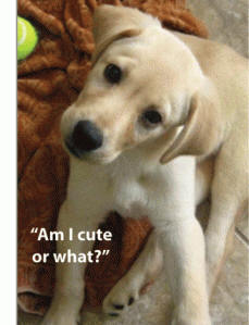 Bella Cover Photo Bella Cover Photo