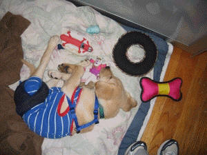 Bella asleep with her toys Bella asleep with her toys
